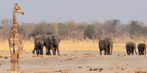 Jozibanini Camp