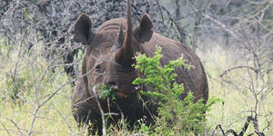 Activities in Victoria Falls 