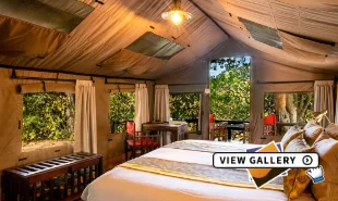 Bed in the middle of the canvas tent, with views of the bush outside