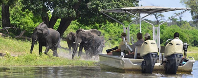 Tender boat with elephants in background