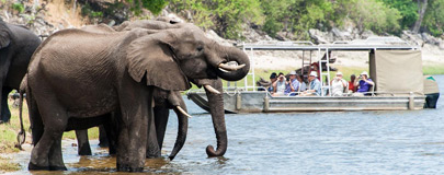 Elephants in the water with tender boat behind