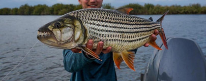 a caught Tigerfish