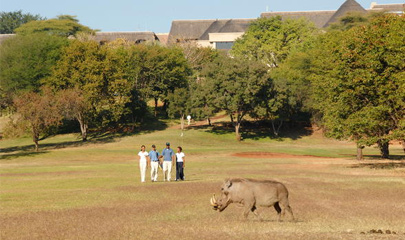 Golf course fairway with warthog in foreground