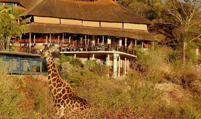 Giraffe in front of the Victoria Falls Safari Lodge