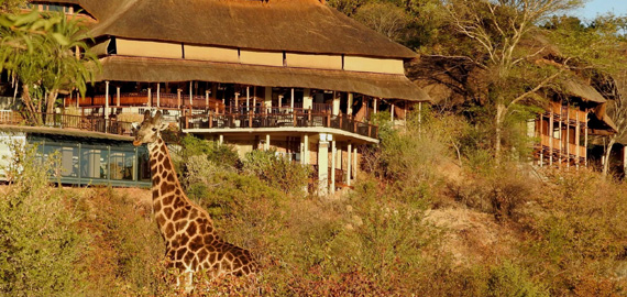 Giraffe walking past the lodge with the lodeg in the background